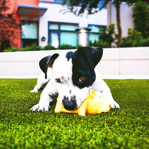 13 +1 συχνές ερωτήσεις για τον συνθετικό χλοοτάπητα